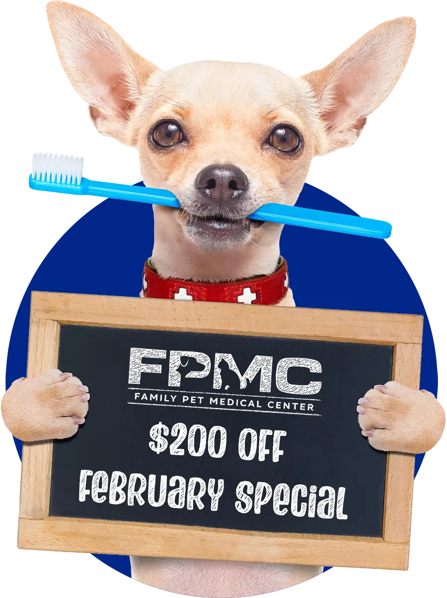 February Special $200 Off Dental Cleaning