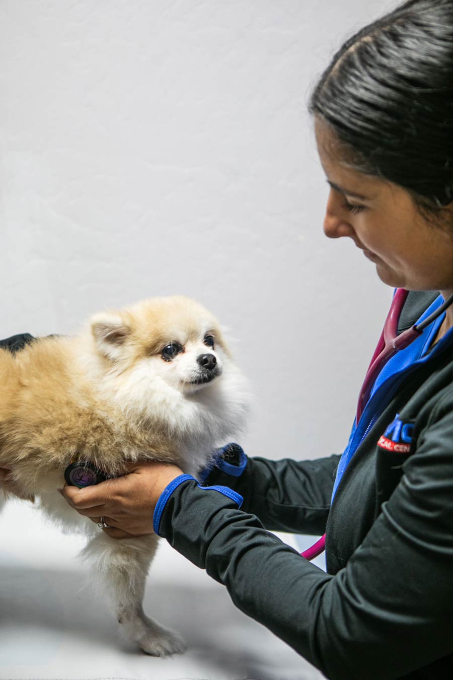 Signs of pyometra in dogs — emergency evaluation at Family Pet Medical Center
