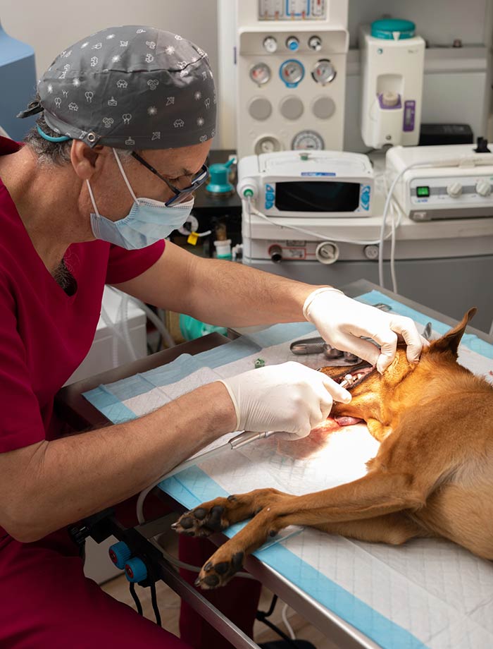 Why Veterinary Dental Cleanings Are Different