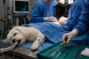 Veterinarian performing emergency surgery