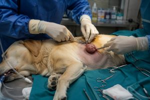 Surgeon removing tumor
