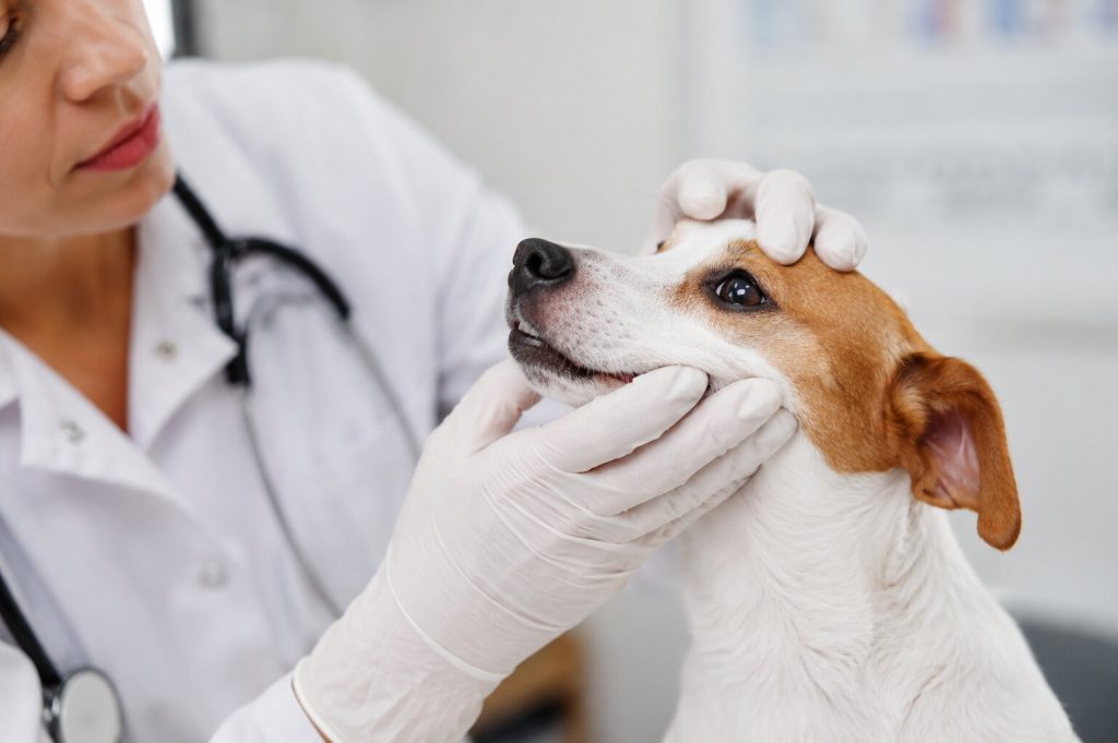 vet examining pet
