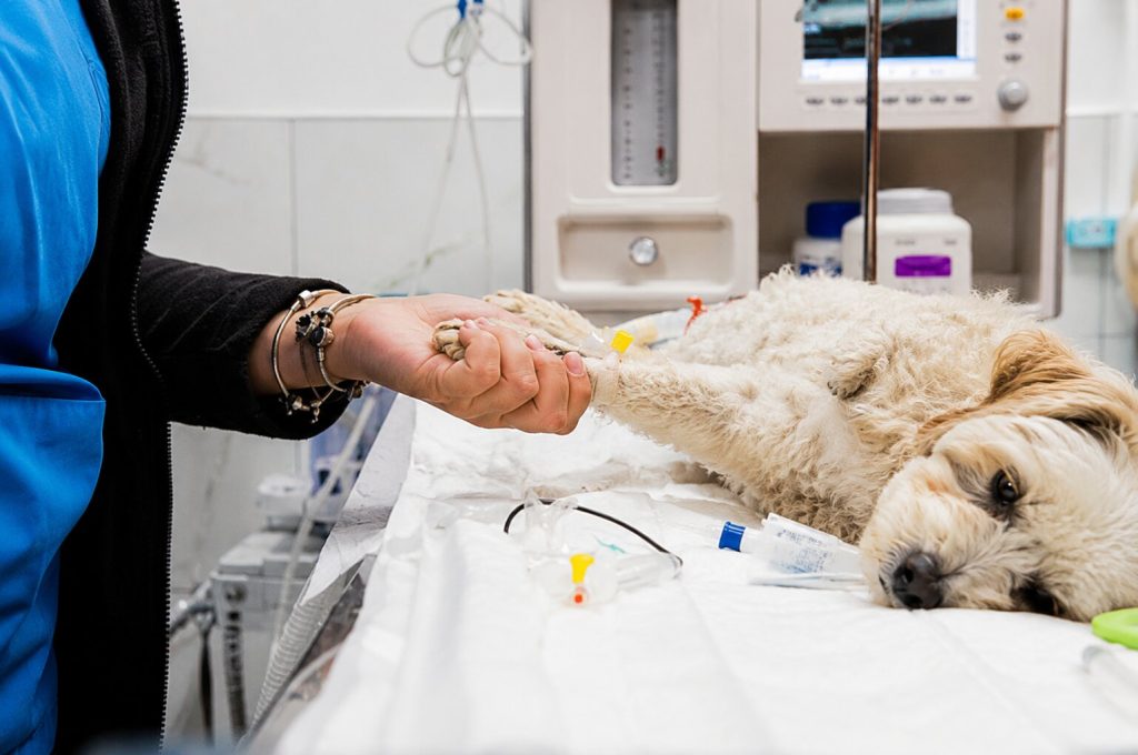 Veterinarian holding dog