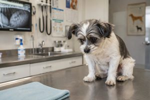 Dog worried after ingesting foreign object