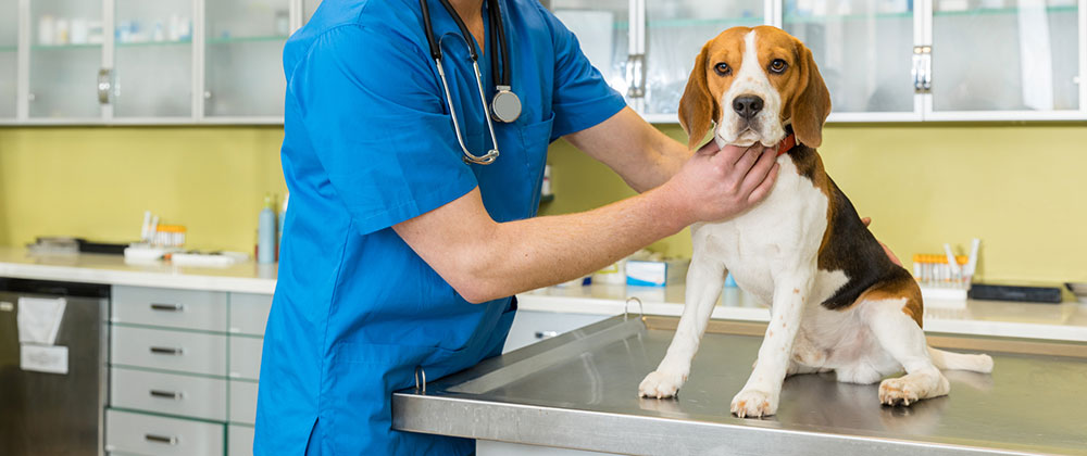 Fort Lauderdale Pet Behaviorist | Pet Royale Animal Hospital