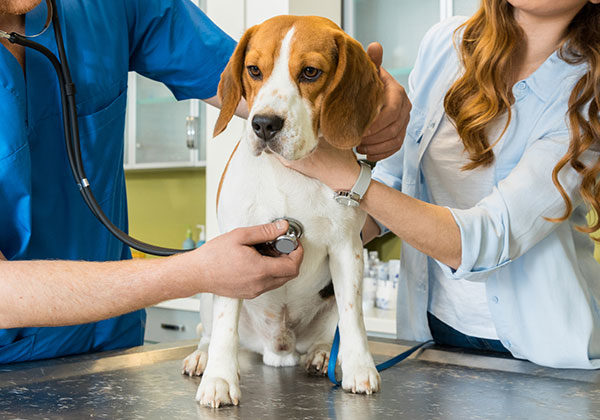 Fort Lauderdale veterinary cardiologists
