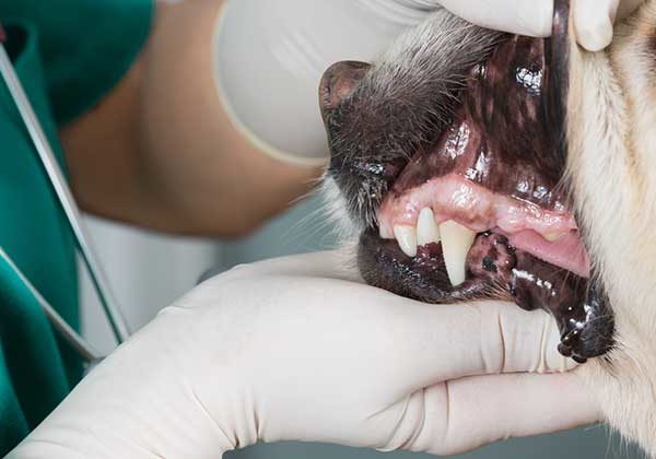 Fort Lauderdale veterinary dentist