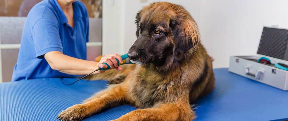 Fort Lauderdale veterinary laser therapy
