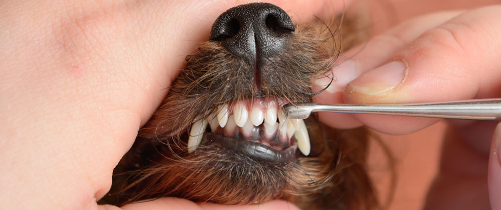Fort Lauderdale Canine Dental Health