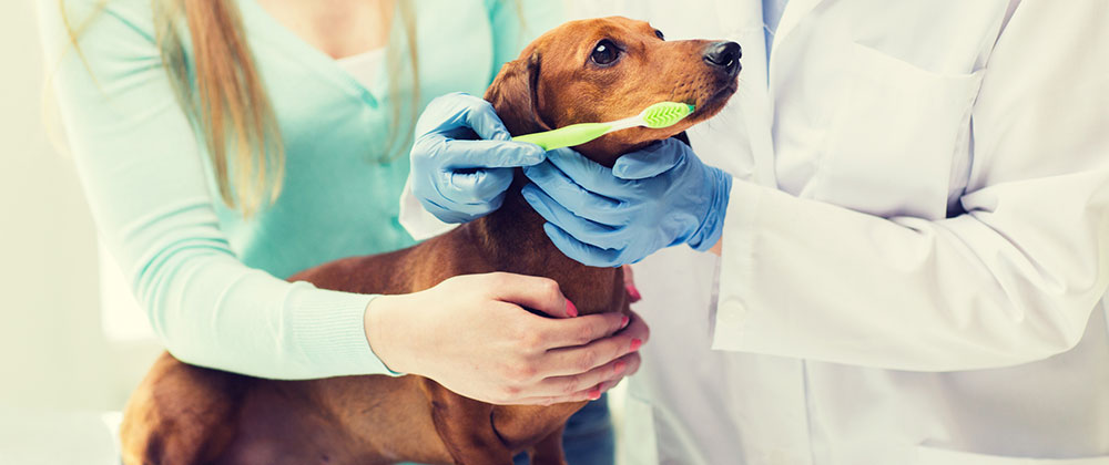 Fort Lauderdale dog teeth cleaning