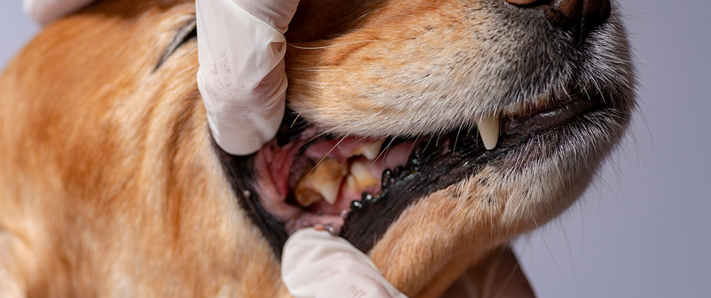 Pet Dental Extractions