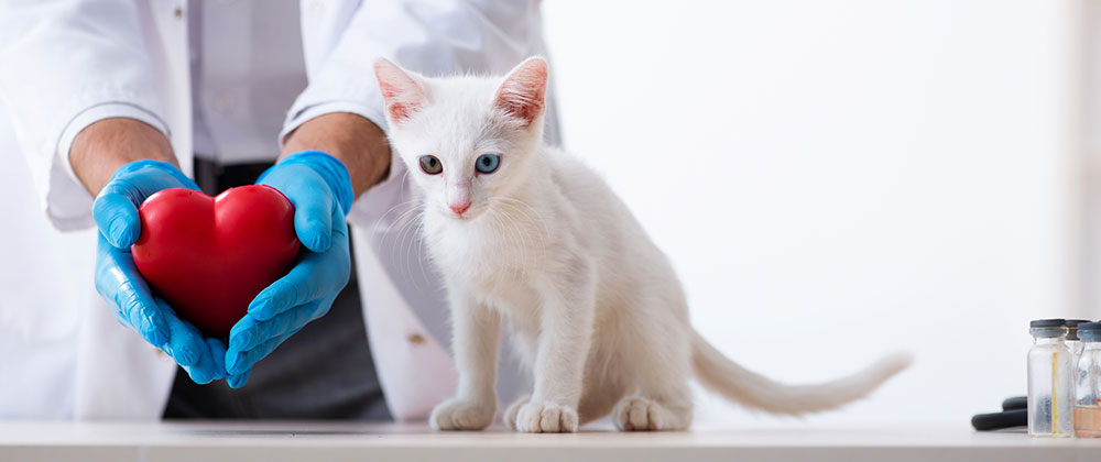 Fort Lauderdale Veterinary Cardiologist