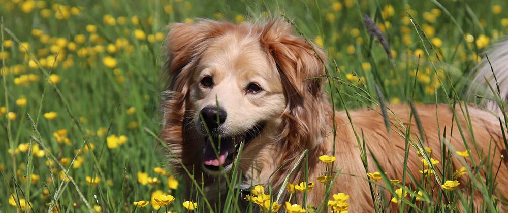 Fort Lauderdale Pet Allergy and Parasite Prevention