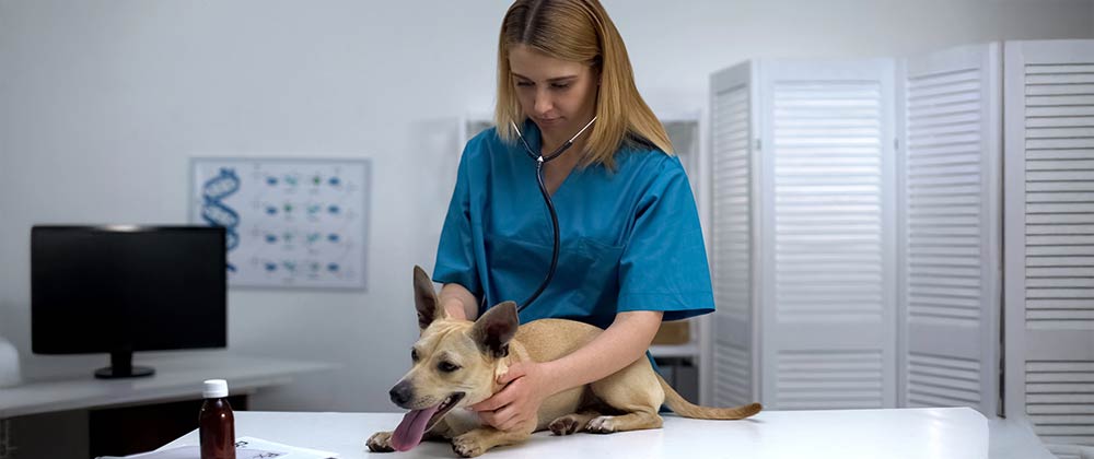 Spring Pet Wellness Exams in Fort Lauderdale
